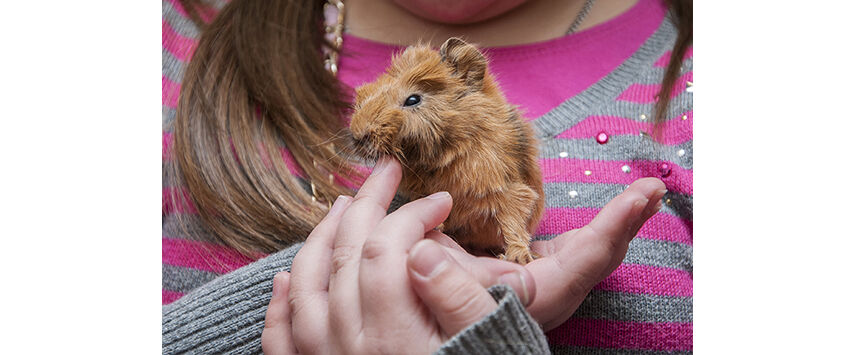 Big Support for Small Animal Care Standards